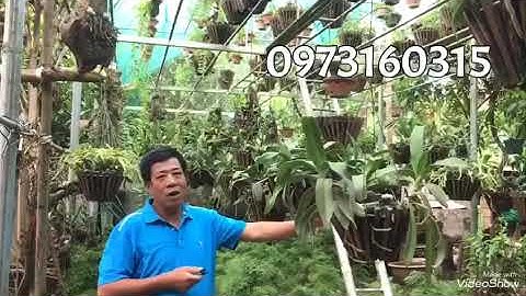 Phong Lan đai châu cách sử lý khi bị thối lá