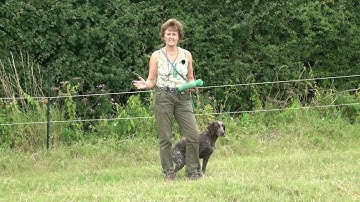 German S/H Pointer learning to retrieve from left and right