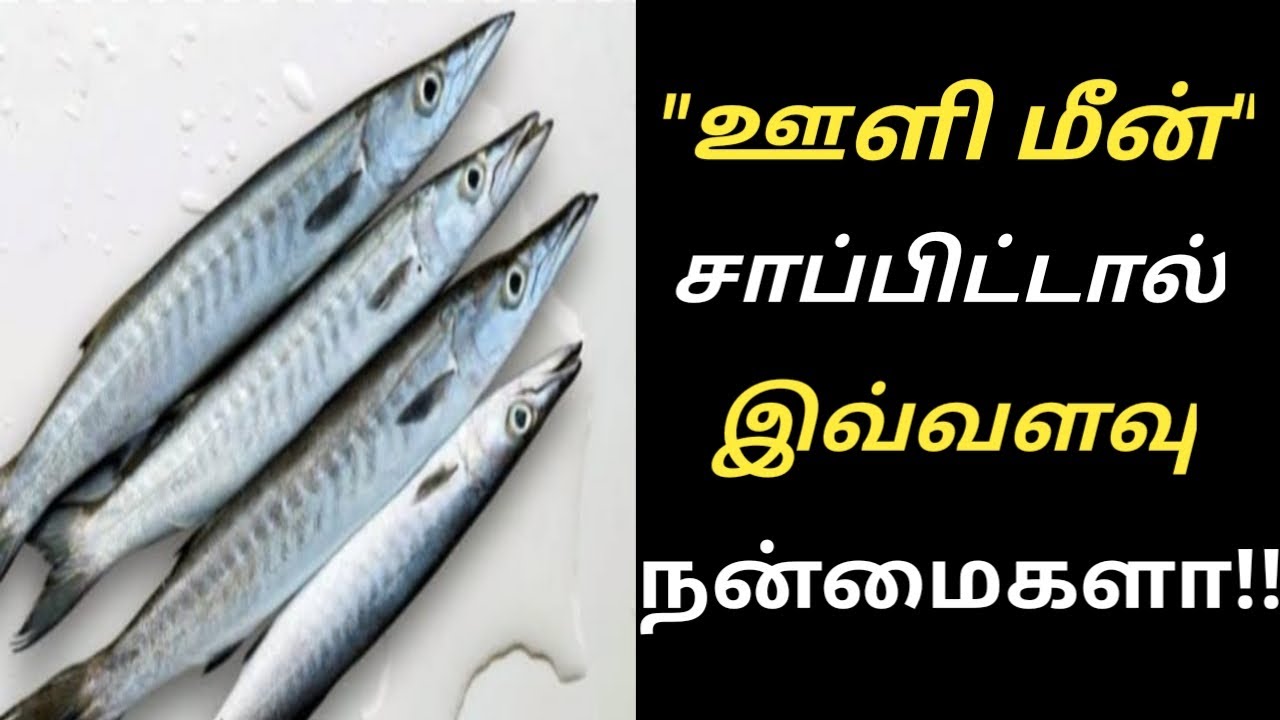 ஊளி மீனின் பயன்கள்/Barracuda Fish Health Benefits Tamil/Ooli Fish ...