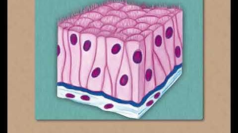 Sundaram Eclass Science concepts: Animal Tissues (Life : Simple and Complex)
