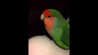 Peach faced lovebird sings his lullaby