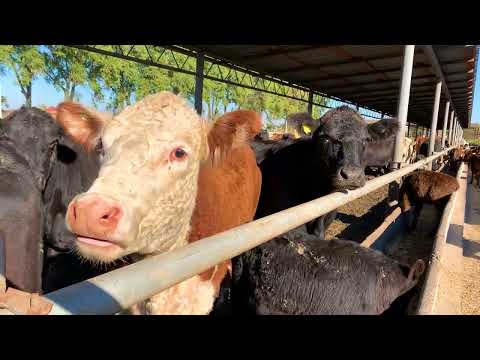 Angus Bull