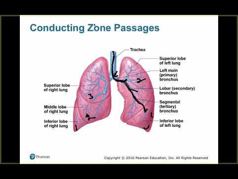 Respiratory System, part 2 - YouTube