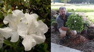 Planting Autumn Ivory™ Dwarf Encore® Azaleas - Clay Planting Azaleas
