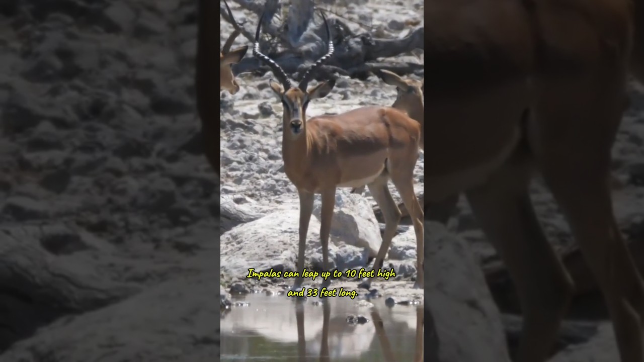 Impala #impala #deer #reels #facts #shorts #animals #nature #viralshorts #shortsfeed #wildlife