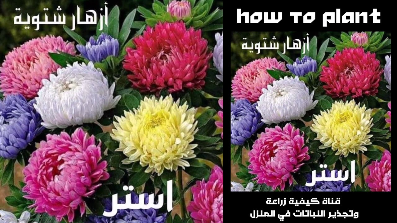 الازهار الشتوية التي يمكن زراعتها في الخريف والشتاء مع اسم كل نبات