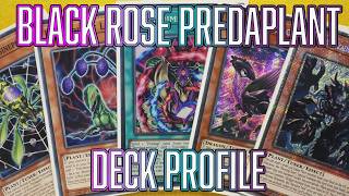 Yu-Gi-Oh! Black Rose Dragon Predaplant Deck Profile