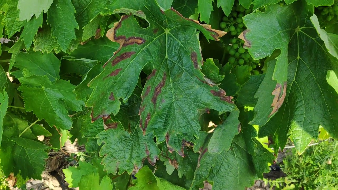 Síntomas de Yesca en verano