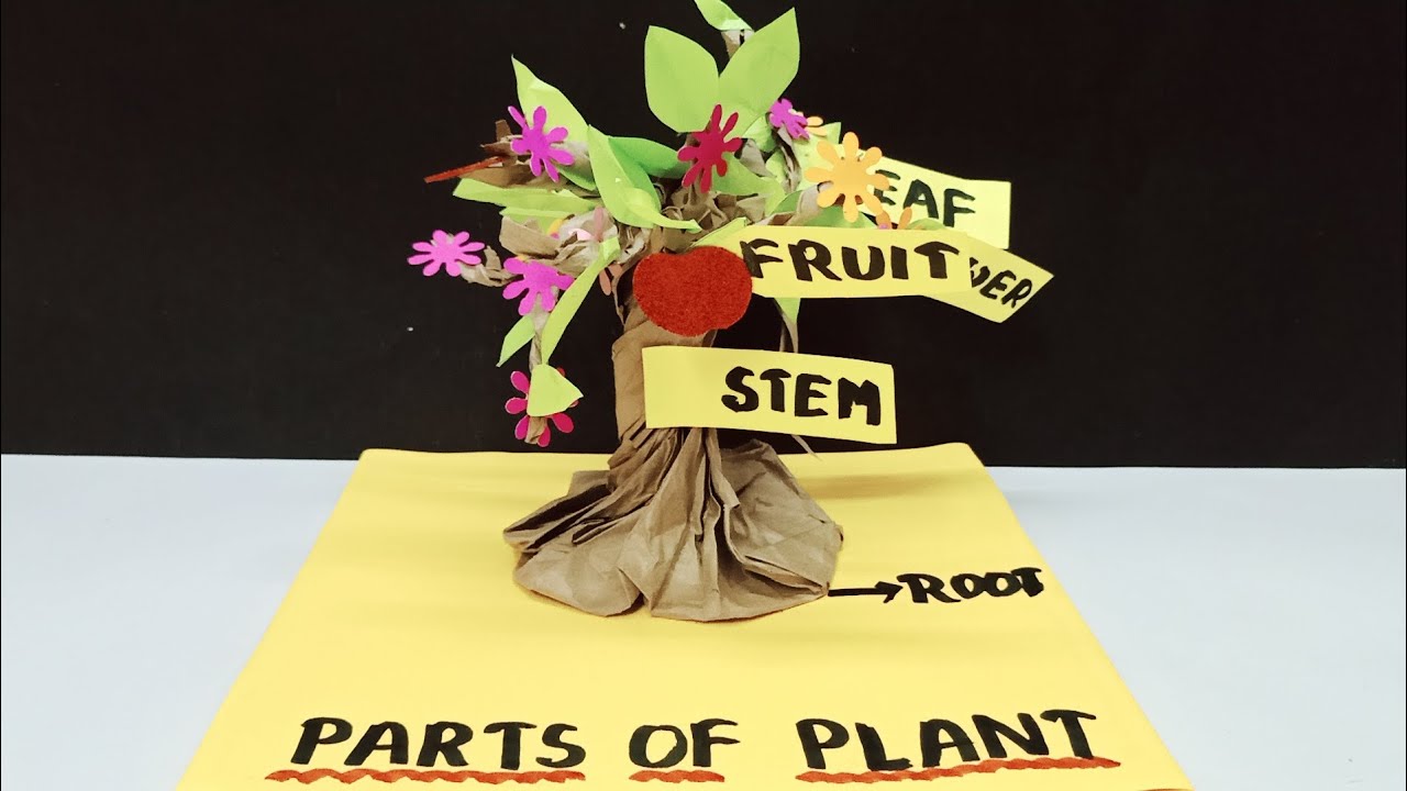 Parts of Plant/ Parts Of Plant 3D Model/ tlm for primary school ...