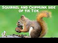 Squirrel AND Chimpmunk Side of Tik Tok