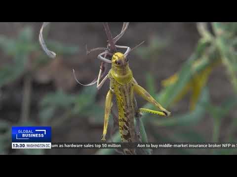 Uganda braces for infestation of desert locusts