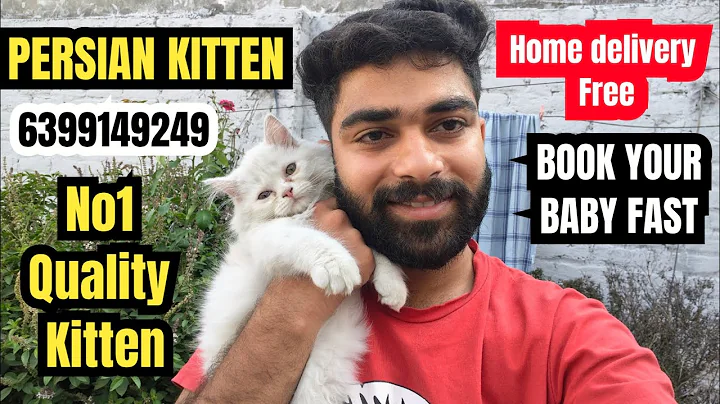 Watch the video about 😍CUTEST PERSIAN CAT BABY HOME DELIVERY FREE