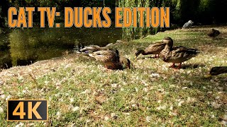 Cat Entertainment - Ducks Feasting on Seeds for Ultimate Kitty Relaxation