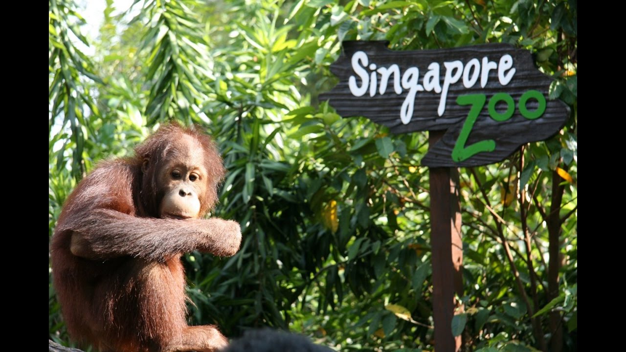 Singapore Zoo - animal in the zoo - Singapore travel