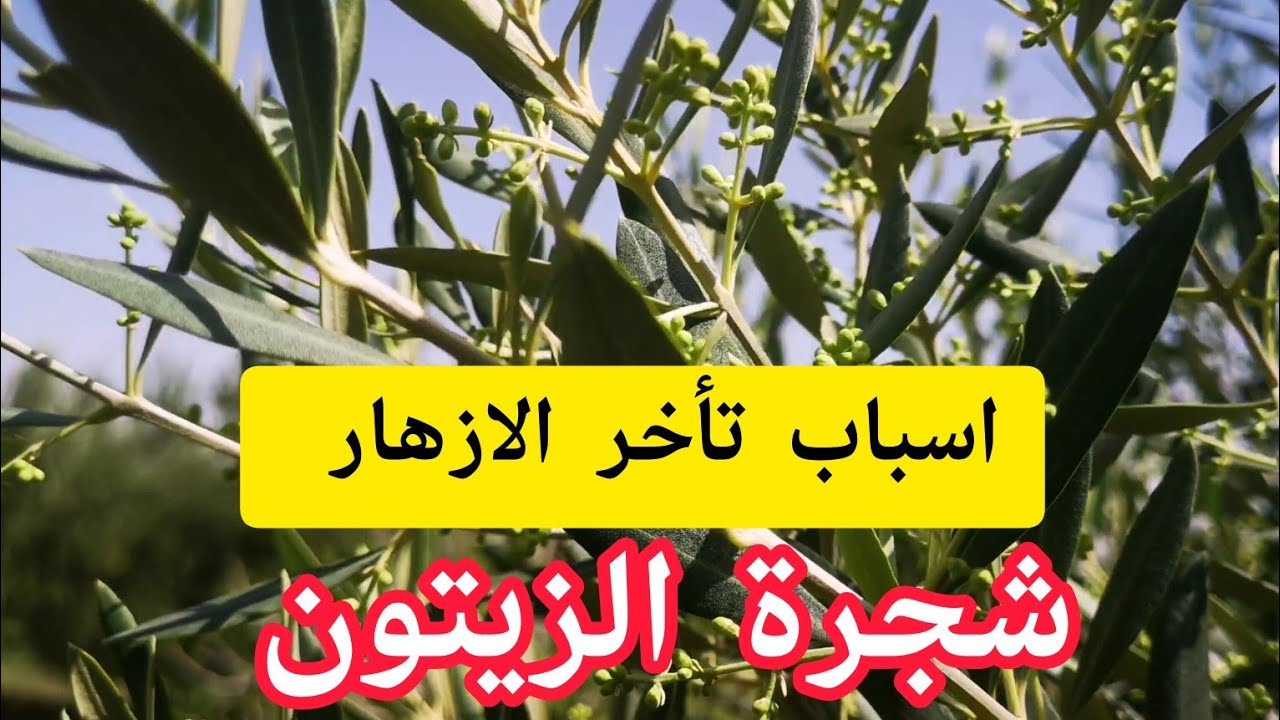 اسباب تأخر الازهار شجرة الزيتون بزاف العوامل