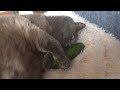 Weirdo cat hugs and cuddles cucumber for nap time