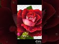 اجمل اغنية عبد الحليم حافظ الهوى هوايا 