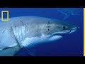 Le Grand Requin Blanc En Quête De Proies
