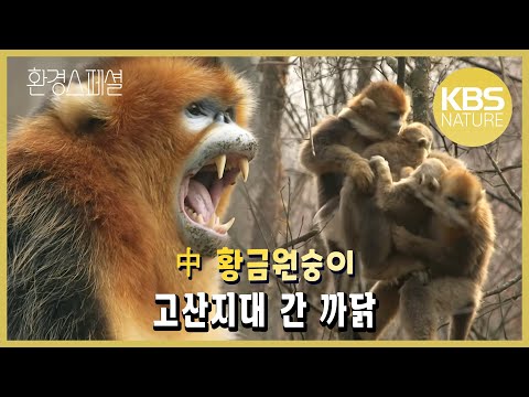 손오공의 모델, 황금원숭이의 신비! KBS파노라마 ‘위험한 생명 2편 – 숲의 은둔자, 황금원숭이’ / KBS 20140703 방송