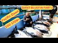 Early spring giant bluefin tuna pacific dawn sportfishing san diego fishermans landing point loma