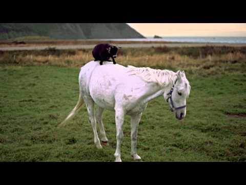 Goat on a Horse, Newfoundland and Labrador