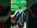 Баклажаны от Семко.Баклажан *Максик*#десантсемко_яркое_лето#семко#баклажан#баклажанмаксик#хм