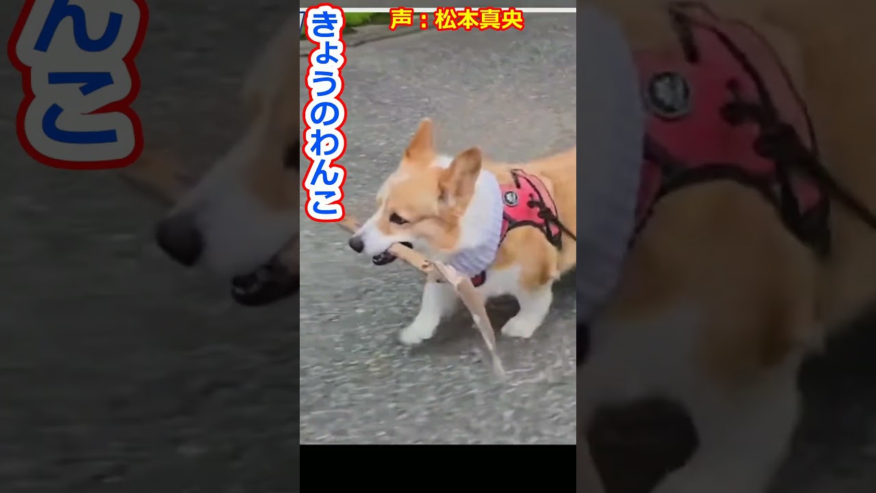 【松本真央】枝をくわえてお散歩するわんこを紹介する美人お天気キャスターおまお【ウェザーニュースLiVE切り抜き】 #かわいい