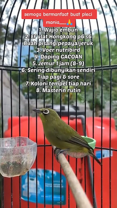 Cara perawatan burung pleci agar bukpar dan gacor