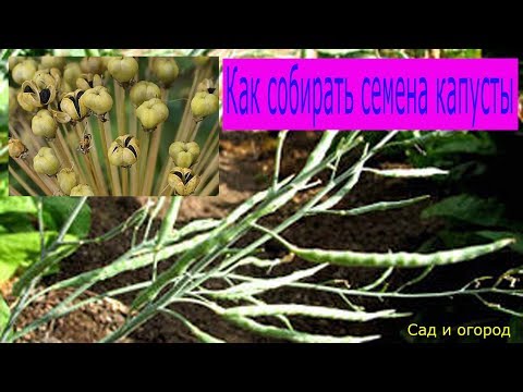 Как собирать семена капусты Сад и огород выпуск 057