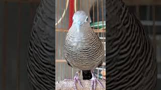 Download Lagu The turtledove's voice is very special, 100% automatic #shorts MP3