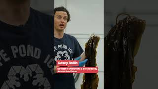 #Maine fishermen have turned to kelp farming, transforming #seaweed into a #sustainable spicy salad.