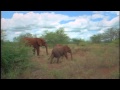 Elephant Orphans -- Wisdom of the Wild