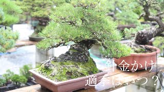 盆栽の針金かけ・いつするべき ? 盆栽と季節 - YouTube