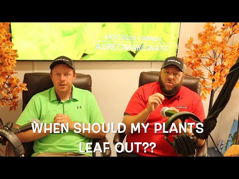 Video: Verliezen esdoorns hun bladeren?