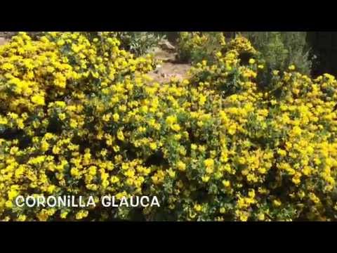 Vídeo: Cuidados com plantas Pernettya - Aprenda a cultivar um arbusto Pernettya