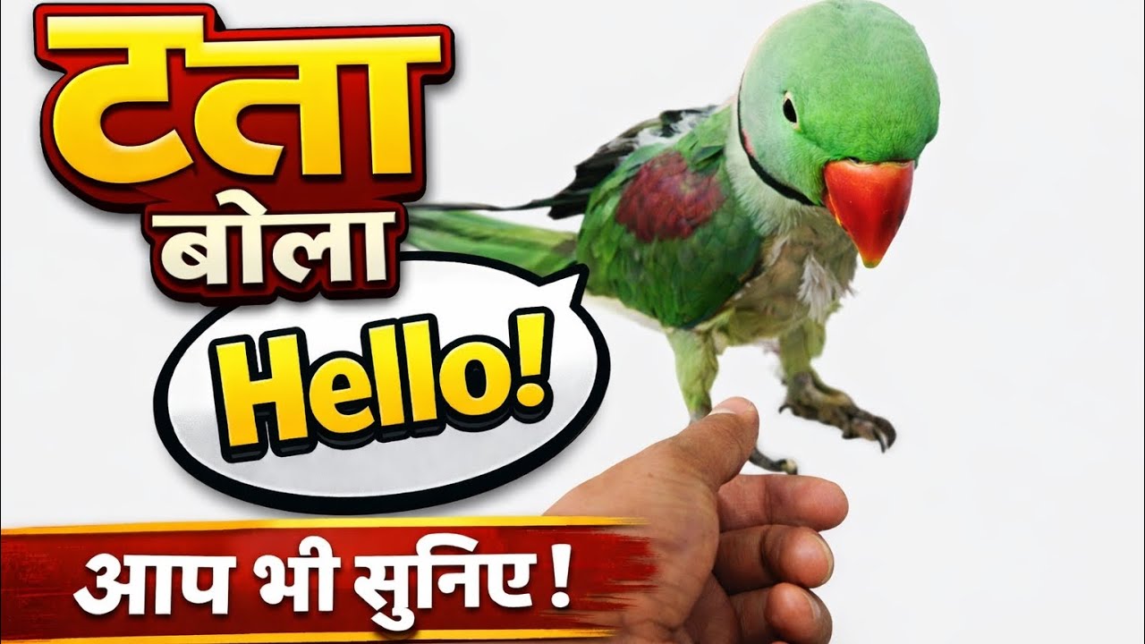 तोता बोला Hello 😍 | बोलने वाला तोता