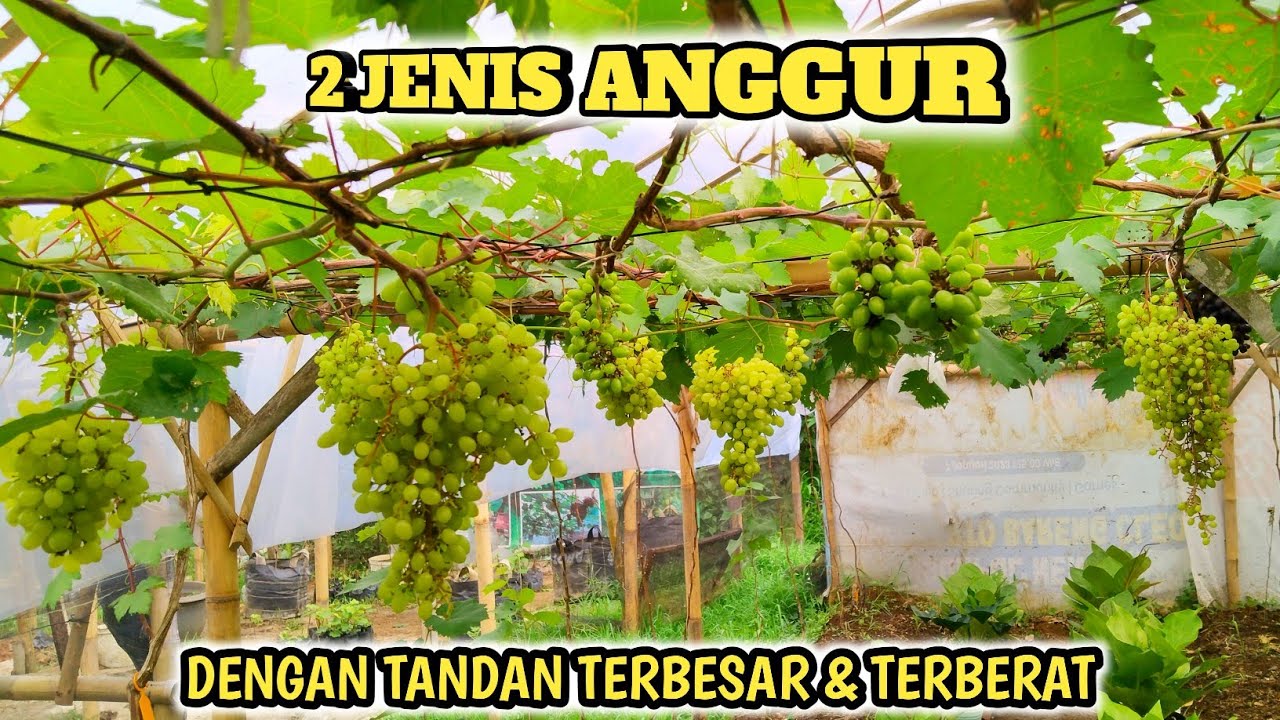 Anggur Dengan Cluster Buah Terbesar & Terberat Jenis Apakah Itu❓