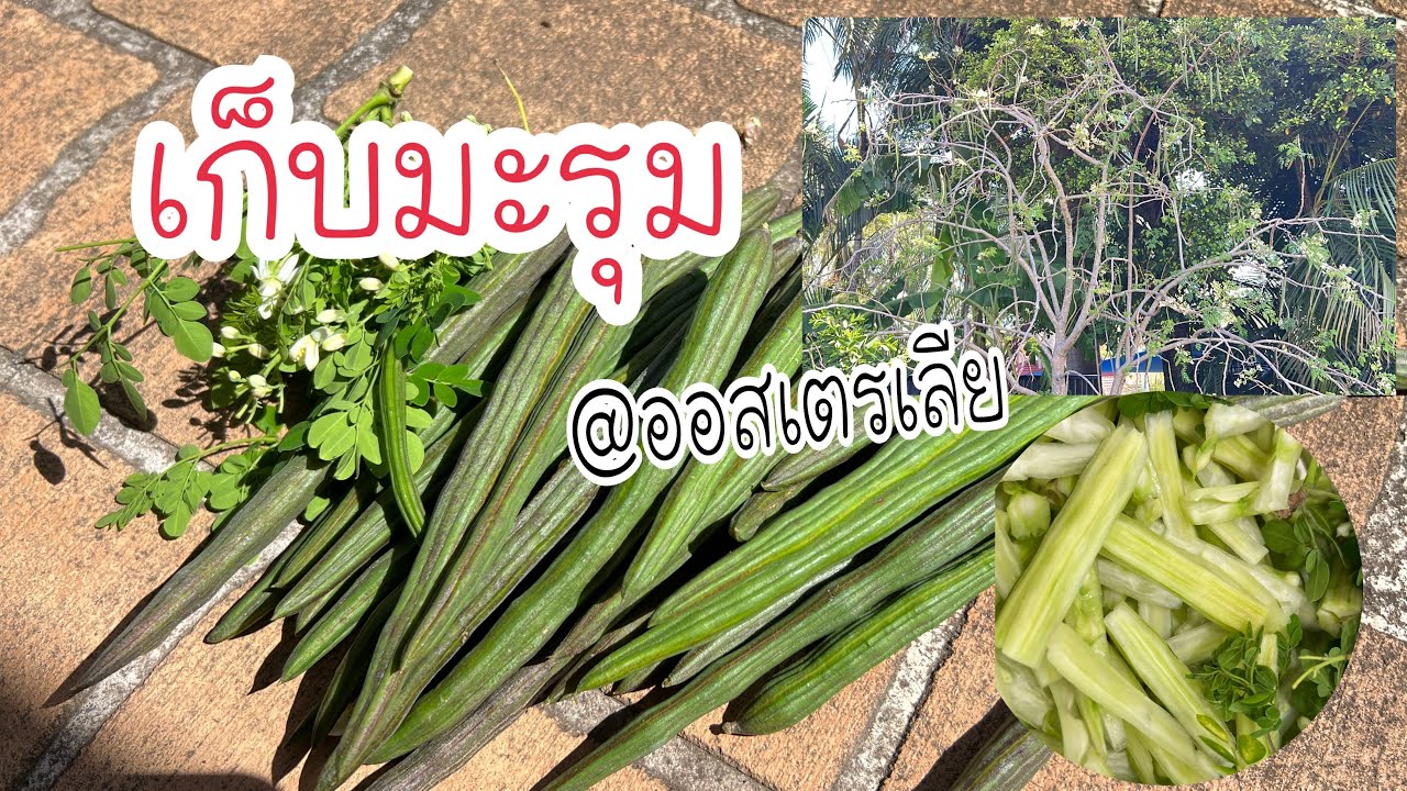 6 March 2026#09 เก็บมะรุมหลังบ้าน 