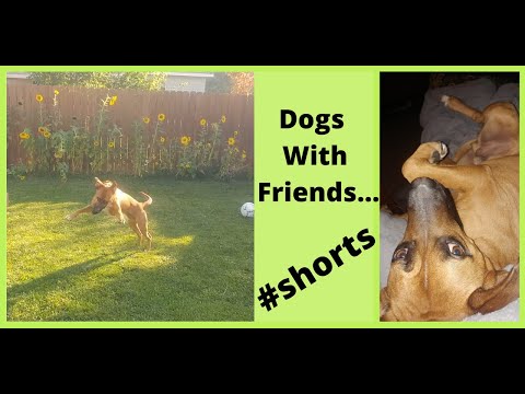 Dog&#039;s Life Clips #shorts