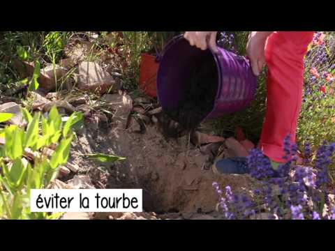 Vidéo: Quand déplacer un laurier-rose : conseils pour transplanter des lauriers-roses dans le jardin