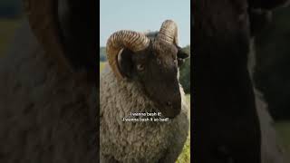 Sheep can do anything...