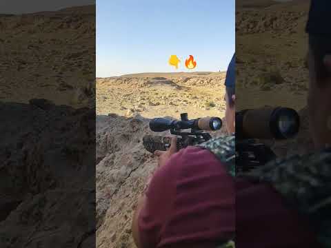 صيد الحجل الرملي لعيونكم جميعا الكانوص صيد