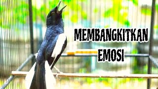 suara burung Kacer poci ini bikin Konselet seketika Kacer yang dengar