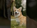 Corgi Chronicles - Fun Facts You Didn't Know
