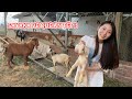 Sayaka về ăn Tết làm "Dâu" | Sayaka về thăm Tết ba mẹ Dee | Cặp Đôi Việt - Nhật
