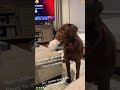 Dad's not dangerous, but dog disagrees🤣#dog #teammom #dogvsdad #funnydog #familydog #foryou #funny