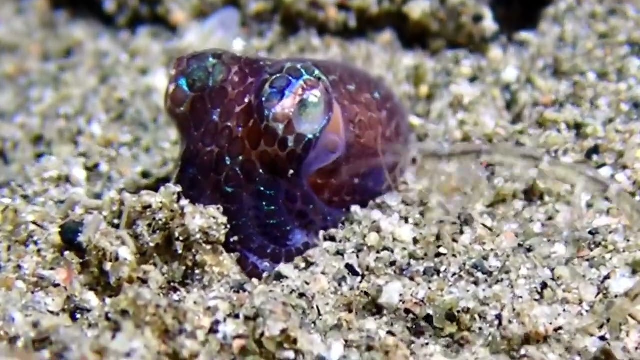 Life in Macro : Underwater photography and marine life nature