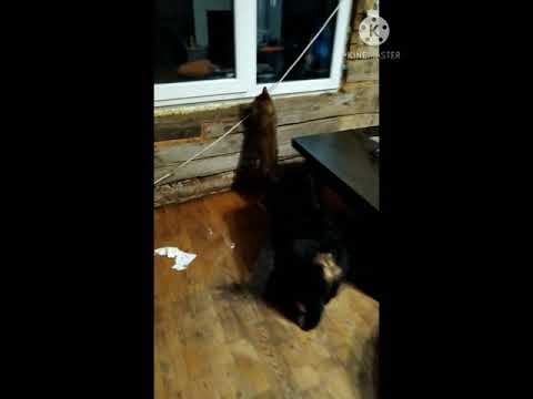 Video: COD šuo Gauna Kitos Kartos Kailį Kompiuteryje