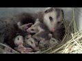 Opossum Love?