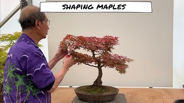 Shaping Maples